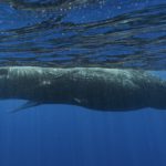 Building blocks of sperm whale language identified by scientists